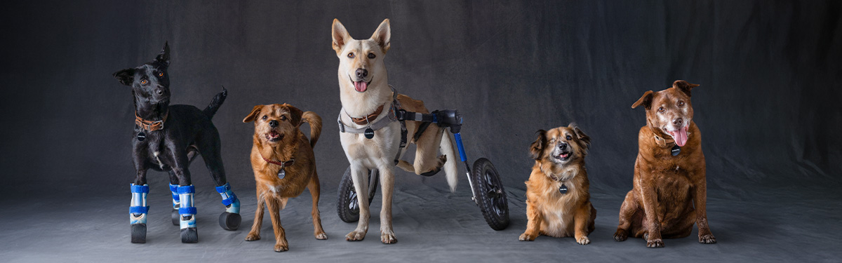 Providing the love and support every pet deserves